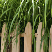 Grass Over Fence